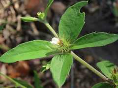 Blepharis maderaspatensis