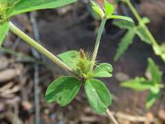 Blepharis maderaspatensis