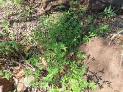 Blepharis maderaspatensis