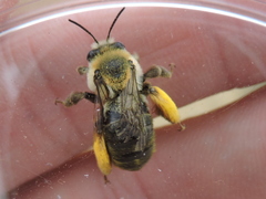 Melissodes dentiventris