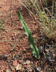 Eriospermum abyssinicum