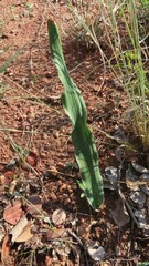 Eriospermum abyssinicum