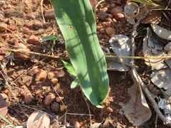 Eriospermum abyssinicum