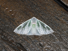 Arctornis phasmatodes