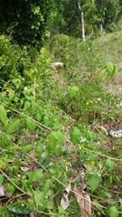 Cardiospermum corindum