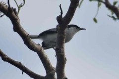 Polioptila plumbea