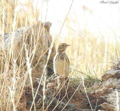 Anthus pratensis