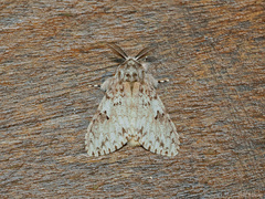 Lymantria sarantuja