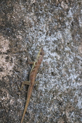 Anolis roquet