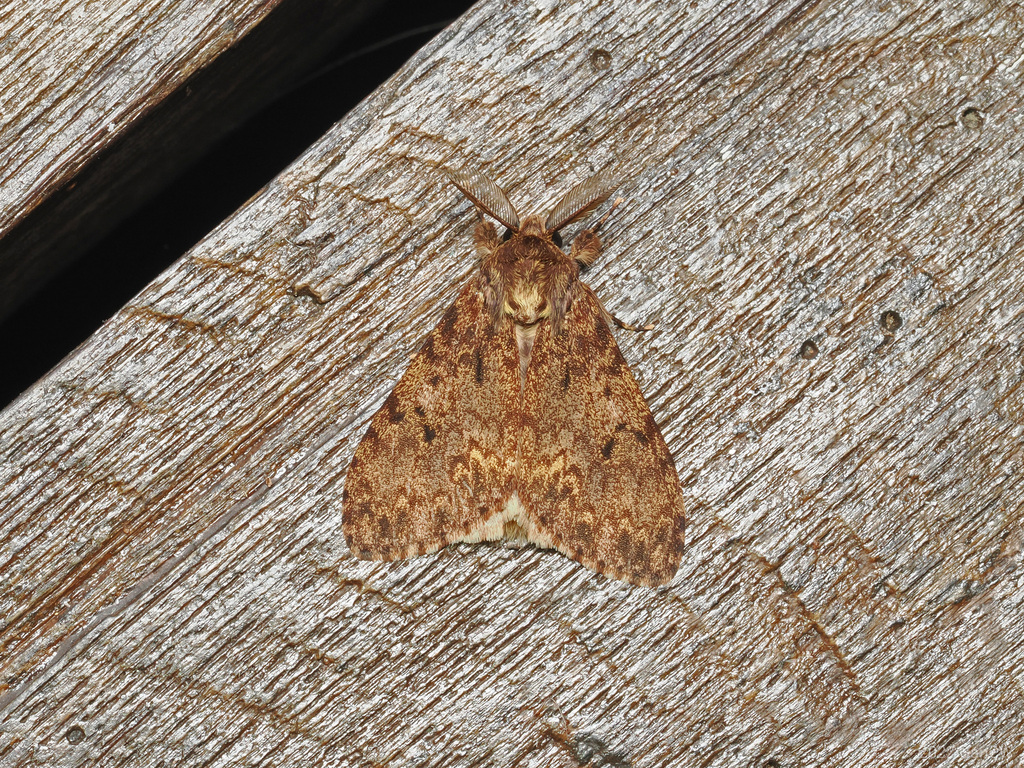 Lymantria sublunata