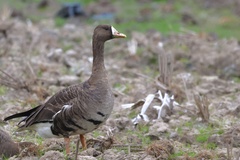 Pycnonotus xanthorrhous