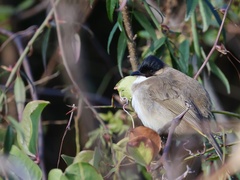 Pycnonotus xanthorrhous