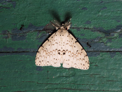 Lymantria ganara