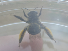 Melissodes dentiventris