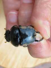 Scarabaeus rusticus