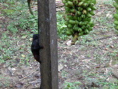 Saguinus fuscicollis