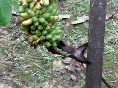 Saguinus fuscicollis