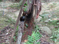 Saguinus fuscicollis