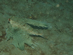 Dactyloptena orientalis