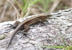 Holcosus quadrilineatus
