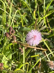 Mimosa pudica