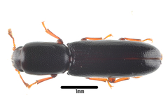 Teredus cylindricus