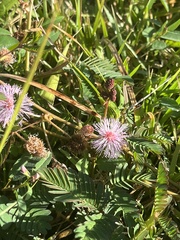 Mimosa pudica