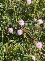 Mimosa pudica