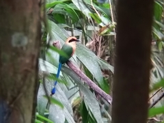 Baryphthengus martii