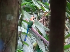 Baryphthengus martii