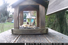 Lophophanes cristatus