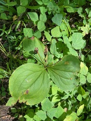 Trillium