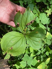 Trillium