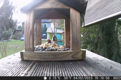 Lophophanes cristatus