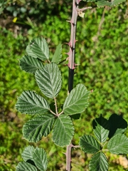 Rubus ulmifolius