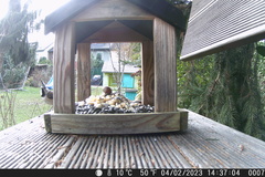 Lophophanes cristatus