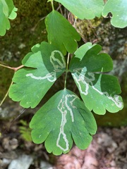 Phytomyza minuscula group