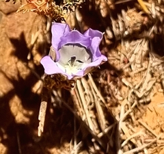 Roella ciliata