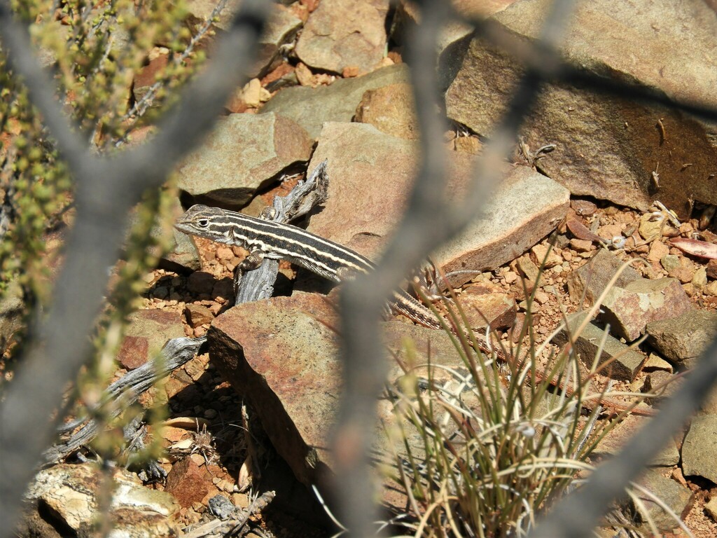 Karoo Sand Lizard