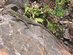 Laudakia tuberculata