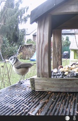 Lophophanes cristatus