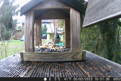 Lophophanes cristatus