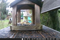 Lophophanes cristatus