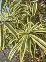 Dracaena reflexa