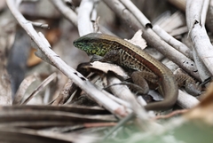 Holcosus quadrilineatus