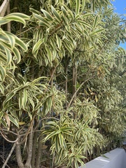 Dracaena reflexa