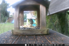 Lophophanes cristatus