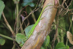 Anolis roquet