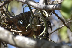 Tillandsia caput-medusae