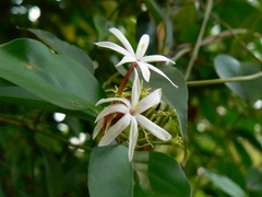 Jasminum malabaricum